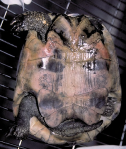 Septic Turtle Septicemia – Turtle Guides